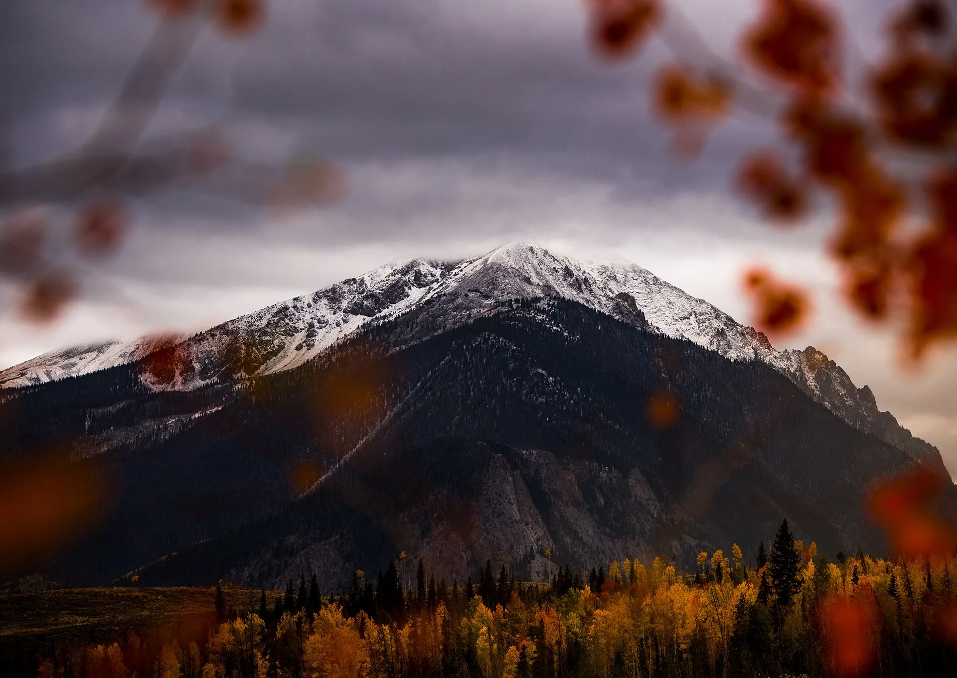 An aspen grove in Summit County